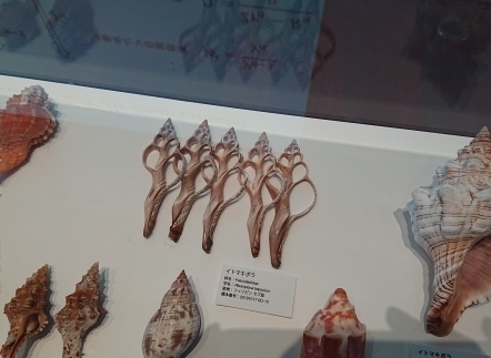貝3.jpg
